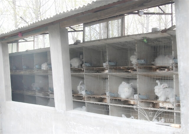 長毛兔養(yǎng)殖